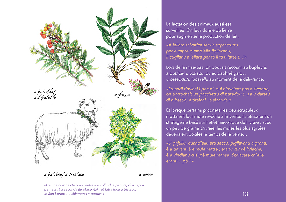 Ùn ti scurdà di a filetta ! - Image 12