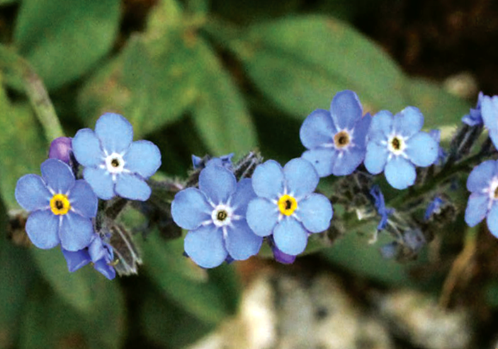 Andemu à scopre a flora corsa ! - Image 1