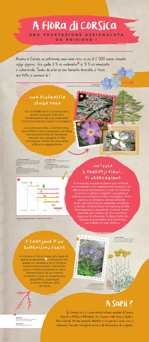 Andemu à scopre a flora corsa ! - Image 3