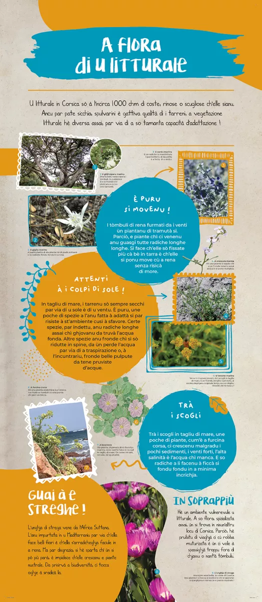 Andemu à scopre a flora corsa ! - Image 4