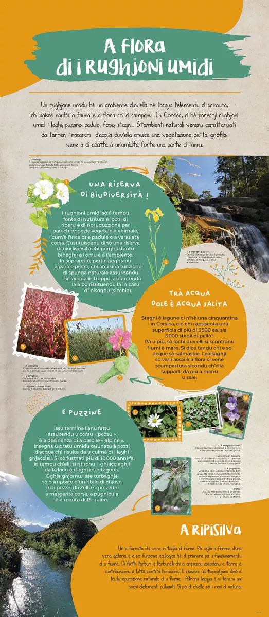 Andemu à scopre a flora corsa ! - Image 5