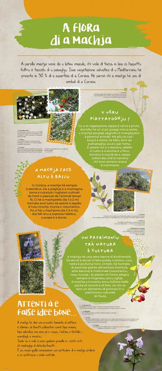 Andemu à scopre a flora corsa ! - Image 6