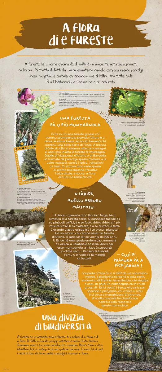 Andemu à scopre a flora corsa ! - Image 7