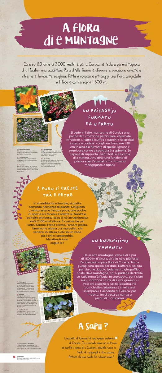 Andemu à scopre a flora corsa ! - Image 8